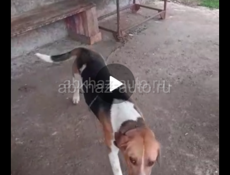 Сичка пропала в хабю