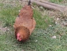 Цыплята 10дневные красные