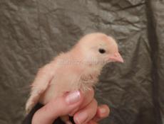 Цыплята 10дневные красные