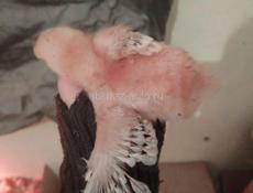 Цыплята 10дневные красные