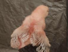 Цыплята 10дневные красные