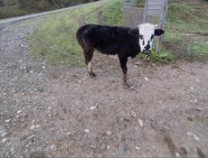 Тёлка 55-60кг