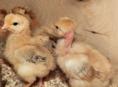 Цыплята голошейки 10дневные