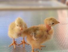 Цыплята голошейки 10дневные