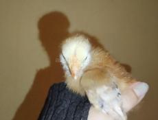 Цыплята голошейки 10дневные