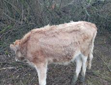 Тёлка 45 50 кг 