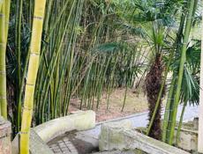 Трешка Синоп Мокко пляж