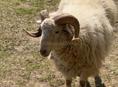 Продам барана 
