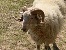Продам барана 