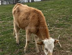 Продаётся тёлка трёхгодичная 