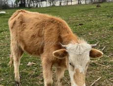 Продаётся тёлка трёхгодичная 