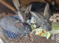 Продам крольчат 