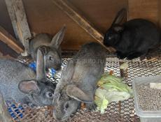 Продам крольчат 