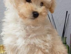 Мальтипу и той пудели щенки 