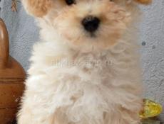 Мальтипу и той пудели щенки 