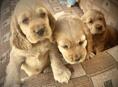 Щенки