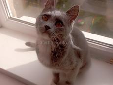 Отдам кошку только в добрые руки!