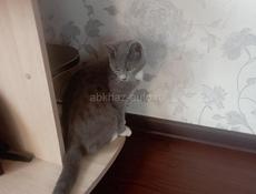 Отдам кошку только в добрые руки! 