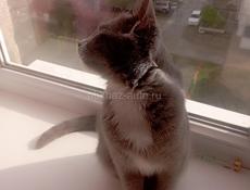 Отдам кошку только в добрые руки!