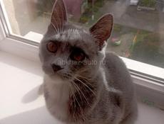 Отдам кошку только в добрые руки!