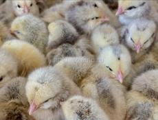 Цыплята