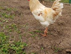 Срочно петушки 🐓