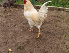 Срочно петушки 🐓