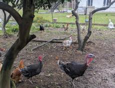 петухи, цицарки.и индук балшои.