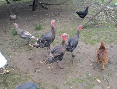 петухи, цицарки.и индук балшои.