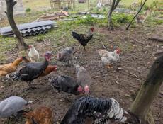 петухи, цицарки.и индук балшои.