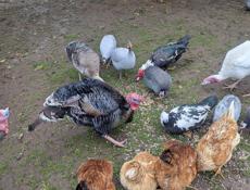 петухи, цицарки.и индук балшои.