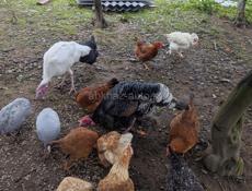  петухи, цицарки.и индук балшои.