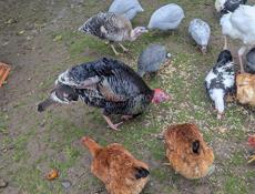 петухи, цицарки.и индук балшои.