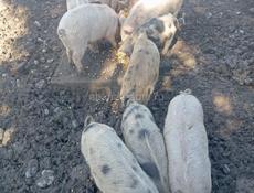 Продаются поросята