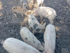 Продаются поросята