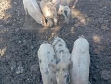 Продаются поросята