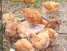 Цыплята Бройлеры