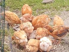 Цыплята Бройлеры  