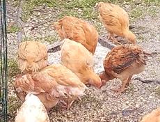 Цыплята Бройлеры