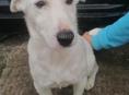 Продаю собаку 