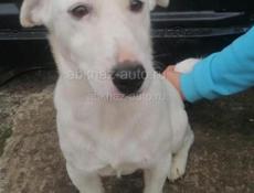 Продаю собаку 