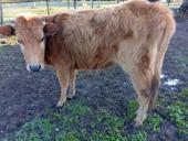 продается молодая корова