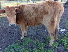 продается молодая корова