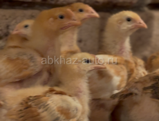 Здравствуйте, продаются цеплята, 250руб , введены все необходимые лекарства,звоните по номеру +79407715213 или же пишите на whatsapp +79407788687