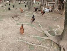 Продаю петушков молодых