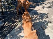 Продаются бычки