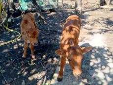 Продаются бычки