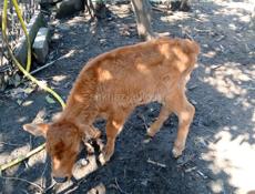 Продаются бычки