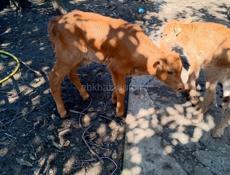 Продаются бычки