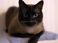 Куплю сиамского - тайского котёнка
